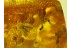 4 Honey Bee APIDAE in BALTIC AMBER 118