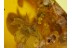 4 Honey Bee APIDAE in BALTIC AMBER 118
