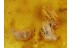 CARABID CLIVININI & LARVAES of ANT in BALTIC AMBER 150
