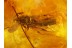 Nice WASP & COCCID LARVA in Genuine BALTIC AMBER  156