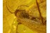 LEPIDOPTERA Superb MOTH & More in BALTIC AMBER 152