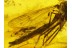 CHAOBORIDAE Huge PHANTOM MIDGE in BALTIC AMBER 153