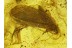 GREEN Eyed Large CADDISFLY Trichoptera in BALTIC AMBER 127