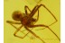ARANEAE Superb looking SPIDER in BALTIC AMBER 128