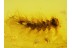 SYNXENIDAE MILLIPEDE in Genuine BALTIC AMBER 130