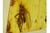 Superb EMPIDIDAE DAGGER FLY Inclusion in BALTIC AMBER 187