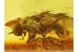 EMPIDID FLY Inclusion in Genuine BALTIC AMBER 142