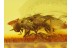 EMPIDID FLY Inclusion in Genuine BALTIC AMBER 142