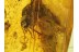 ISOPTERA Giant TERMITE Genuine BALTIC AMBER 203