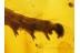 Huge CATERPILLAR Moth LEPIDOPTERA in BALTIC AMBER 204