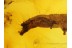 Huge CATERPILLAR Moth LEPIDOPTERA in BALTIC AMBER 204