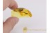 Huge CATERPILLAR Moth LEPIDOPTERA in BALTIC AMBER 204