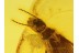 ISOPTERA Great Large TERMITE in BALTIC AMBER 205