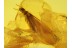 ISOPTERA Great Large TERMITE in BALTIC AMBER 205