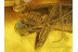 GREEN Eyed Great CADDISFLY Trichoptera BALTIC AMBER 206