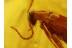 MOTH LEPIDOPTERA EGGS & SCRAPTIID BEETLE in BALTIC AMBER 220