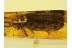 CUPEDIDAE Large RETICULATED BEETLE in BALTIC AMBER 195