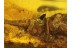 CUPEDIDAE Large RETICULATED BEETLE in BALTIC AMBER 195