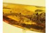 CUPEDIDAE Large RETICULATED BEETLE in BALTIC AMBER 195