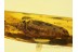 CUPEDIDAE Large RETICULATED BEETLE in BALTIC AMBER 195