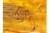 CUPEDIDAE Large RETICULATED BEETLE in BALTIC AMBER 196
