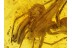 Huge ARCHAEIDAE ASSASSIN SPIDER in BALTIC AMBER 198