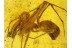 Huge ARCHAEIDAE ASSASSIN SPIDER in BALTIC AMBER 198