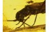 Plecoptera Great Looking STONEFLY in BALTIC AMBER 199