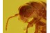 Superb Looking Tiny MELYRID BEETLE in BALTIC AMBER 200