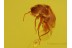 Superb Looking Tiny MELYRID BEETLE in BALTIC AMBER 200