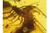 SCUTIGERIDAE HOUSE CENTIPEDE in BALTIC AMBER 202