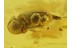 ANOBIIDAE Great Death-Watch BEETLE in BALTIC AMBER 168