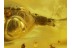 ANOBIIDAE Great Death-Watch BEETLE in BALTIC AMBER 168