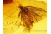 Lepidoptera Large MOTH in Genuine BALTIC AMBER 207