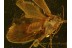 Superb Looking CADDISFLY Trichoptera in Genuine BALTIC AMBER 171