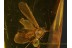 Superb Looking CADDISFLY Trichoptera in Genuine BALTIC AMBER 171