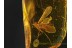 Superb Looking CADDISFLY Trichoptera in Genuine BALTIC AMBER 171