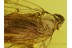 Superb Looking Fulgoroidea PLANTHOPPER in BALTIC AMBER 170