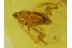 Superb Looking Fulgoroidea PLANTHOPPER in BALTIC AMBER 170