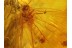 3 Superb LACEWINGS & More in BALTIC AMBER 162