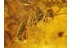 Great ICHNEUMONIDAE WASP & More Genuine BALTIC AMBER 192