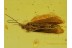 Blue Eyed CADDISFLY Trichoptera in Genuine BALTIC AMBER 164