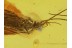 Blue Eyed CADDISFLY Trichoptera in Genuine BALTIC AMBER 164