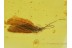 Blue Eyed CADDISFLY Trichoptera in Genuine BALTIC AMBER 164