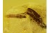 FUNGUS GNAT Laying EGGS & BEETLE w LARVA in BALTIC AMBER 165