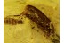 FUNGUS GNAT Laying EGGS & BEETLE w LARVA in BALTIC AMBER 165