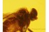 Superb DOLICHOPODID FLY in BALTIC AMBER 166