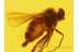 Superb DOLICHOPODID FLY in BALTIC AMBER 166