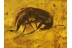 STAPHYLINIDAE Crab-Like ROVE BEETLE in BALTIC AMBER 180