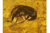 STAPHYLINIDAE Crab-Like ROVE BEETLE in BALTIC AMBER 180